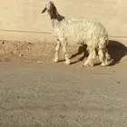 فحل نجدي مشروط