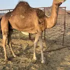 لقحه نشو حمرا ب 5500 تم البيع