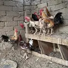 ديوك فيومي وديوك براهما أعمارها 3 أشهر إلى 4
