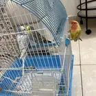 طيور للبيع امزوني و روز و بادجي