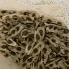 بذور المورينقا وبذور نخل واشنطوني