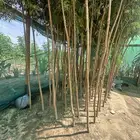 مشاتل اشجار مشتل مشتل زراعي