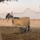 معزاء مصريات دفيع وليد حليب