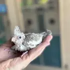 تم البيع