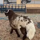 خروف فااخخررر