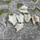 صدف حجم كبير لي تحف