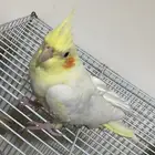 ماشاءالله متوفر كروان انثى العمر4شهور اليفه