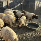 خرفان نعيمي للبيع جمله أو تفريد