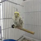 ذكر كروان كان تربيه لكن انهمل حيل