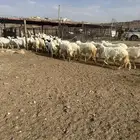 45 رخل دفيع