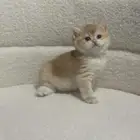 قطط للبيع