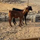 عرض وبيع تيوس محايليه