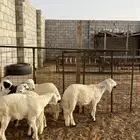 ذبايح سواكن و حري هرفي سعر مناسب