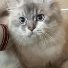 قط ذكر للتزاوج