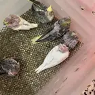 فروخ كروان غر للبيع