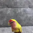 روز اليف لعوب