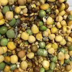 منقوع الحبوب لجميع الطيور