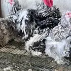 للبيع دجاج كوشن مفتل