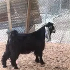 تيس عارضي