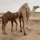 قعود قصب