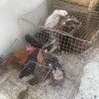 دجاج عربي و ديك صياح و بطتين