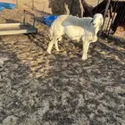 فحل حري