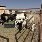 شياة مواليد