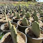 عرض لمده محدوده شتلات برشومي ب5 ريال