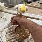 زوج كروان لاتينو منتج