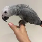 فرخ كاسكو اليف وهدد ومتكلم