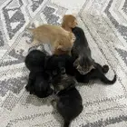 قطط شيرازي العمر ثلاثه اسابيع
