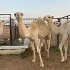 قعود فحل عمره 10 شهور ابوه ولد عقاب بعير عبد العزيز الماجد