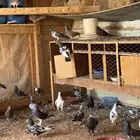 حمام هندي ومشكل