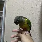 كنيور يلو سايد اليف وهدد نشبه