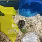 هامستر ونتر وايت