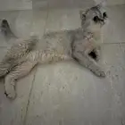 للتبني قطتي لوسي