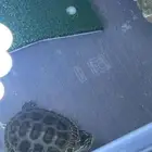 سلحفاه للبيع