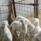 ضان حريات ولد ومضاريع نظيفه الحد 1350