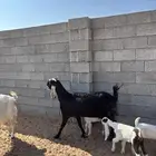 معزى مشروكه ومشكله