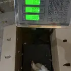 لاحم