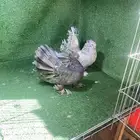 رقاص امريكي