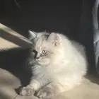 قط للبيع