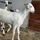 جفرة بيشيه صنف فاخر