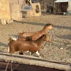 تيوس وعنقان ذبايح ( تم البيع )