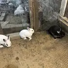 ارانب قزم عمرها 3 شهور