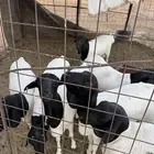 بربري