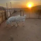 حريات حرش دفيع للبيع ( تم البيع )
