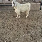 ايس فحل ابيض
