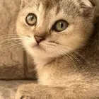 كيتن سكوتش فولد (ذكر-شهرين ونص)