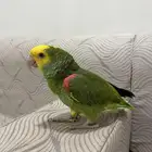 أمازون عمر سنة ومتكلم